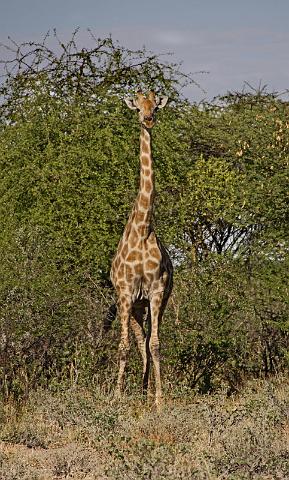 206 Onguma nature reserve, onguma treetop camp, giraf.JPG
